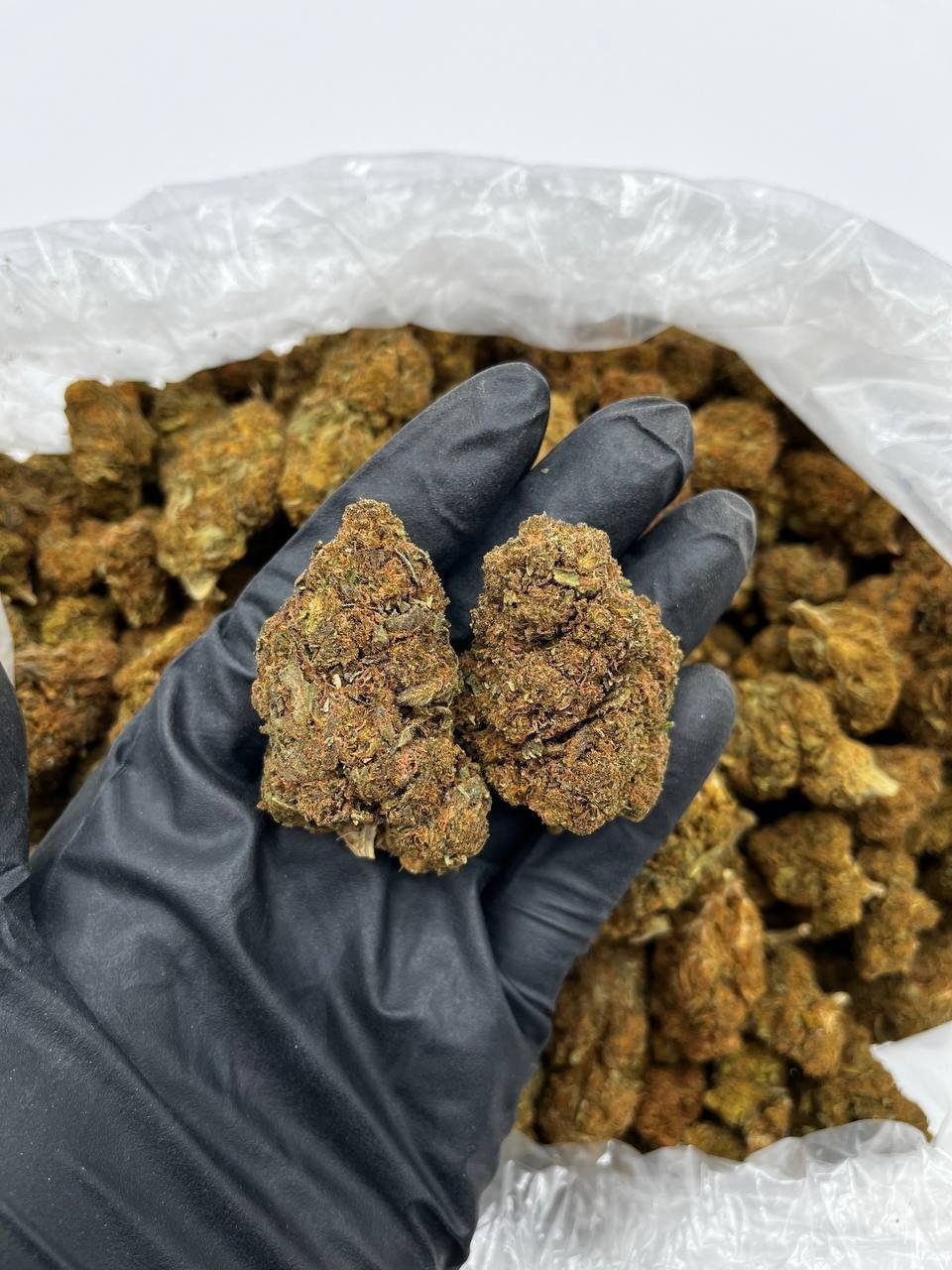 Buy Apple Fritter Online – Top Quality Hybrid Strain For Sale