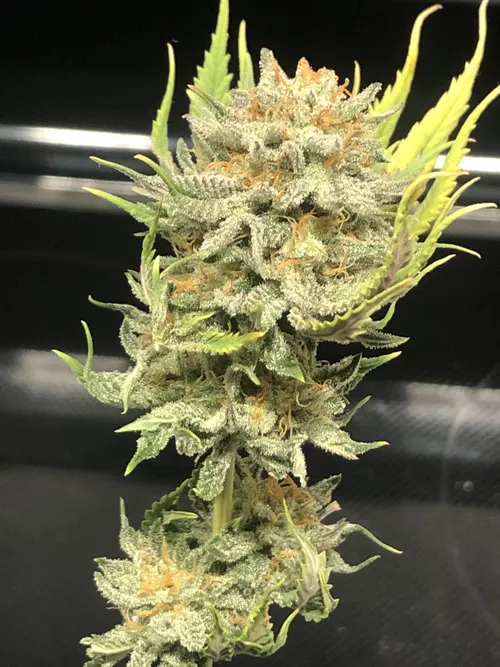 1937 Princess Haze: Sativa Hybrid Cannabis Strain
