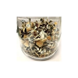 Psilocybe Azurescens Online – Premium Quality Mushrooms