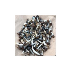 Premium Psilocybe Baeocystis For Sale Online
