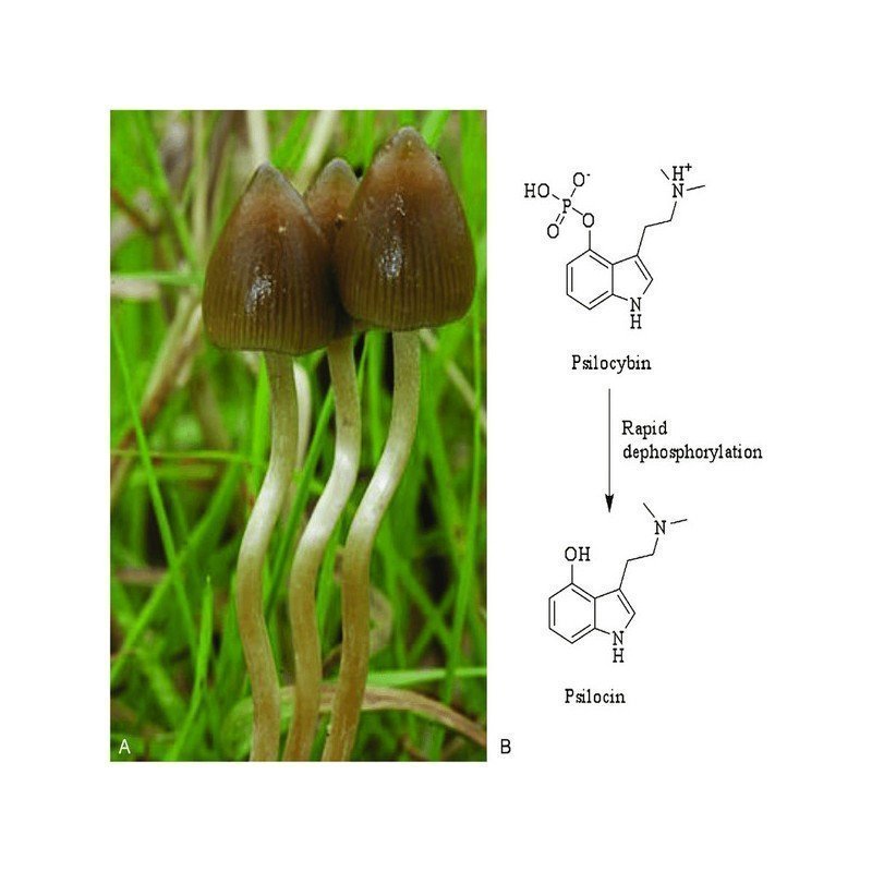 Buy Psilocybe Semilanceata Online – Premium Magic Mushrooms
