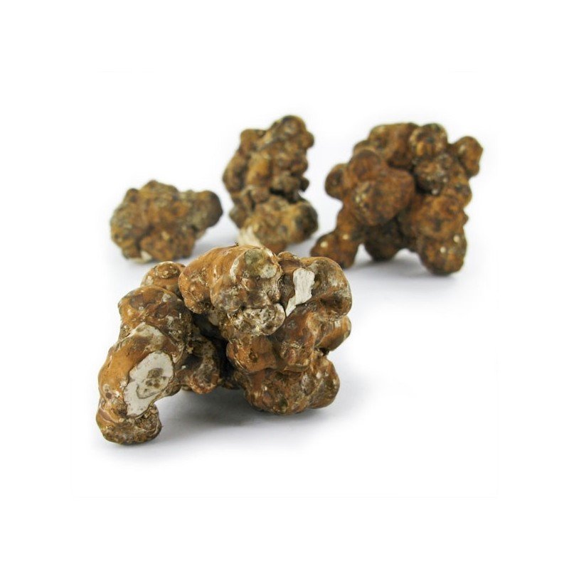 Psilocybe Utopia Magic Truffles – High Potency Spores Online