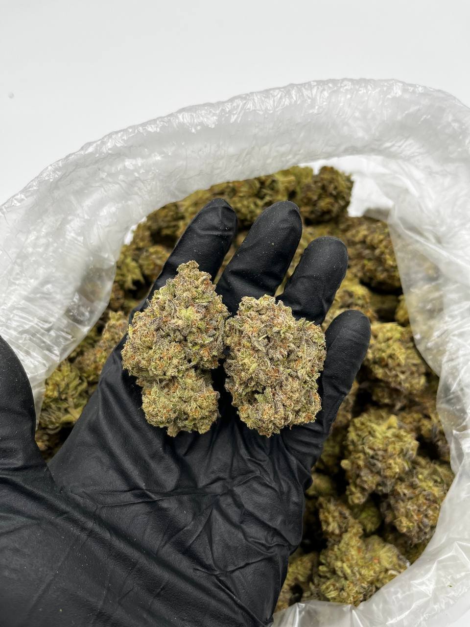 Buy White Trufflez Online | Premium Hybrid Strain | Chemsfine
